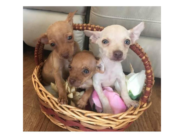 3 super cute and sweet Chihuahua puppies in Austin, Texas