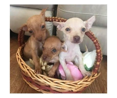 3 super cute and sweet Chihuahua puppies - 2