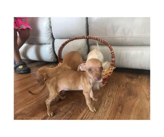 3 super cute and sweet Chihuahua puppies - 3