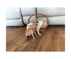 3 super cute and sweet Chihuahua puppies - 4
