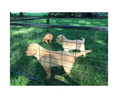 4 AKC yellow pointing lab puppies ready to go