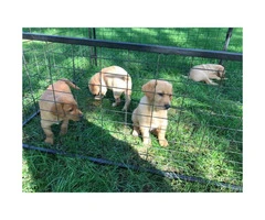 4 AKC yellow pointing lab puppies ready to go - 2