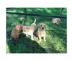 4 AKC yellow pointing lab puppies ready to go - 3