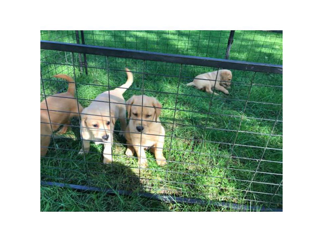 4 AKC yellow pointing lab puppies ready to go in Sioux ...