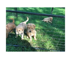 4 AKC yellow pointing lab puppies ready to go - 4