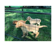 4 AKC yellow pointing lab puppies ready to go - 5