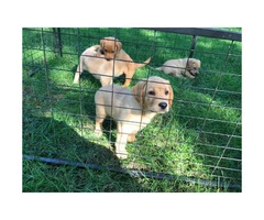 4 AKC yellow pointing lab puppies ready to go - 6