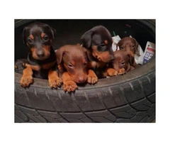 Black & Rust, Fawn & Rust Doberman Pinscher Puppies for Sale