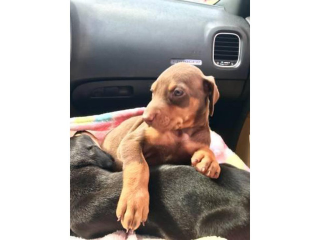 Black & Rust, Fawn & Rust Doberman Pinscher Puppies for Sale ...