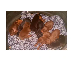 Black & Rust, Fawn & Rust Doberman Pinscher Puppies for Sale - 4