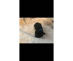 AKC registered standard poodle puppies - 3