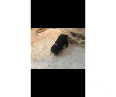 AKC registered standard poodle puppies - 4