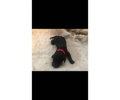 AKC registered standard poodle puppies - 5