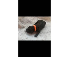 AKC registered standard poodle puppies - 7