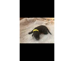 AKC registered standard poodle puppies - 8