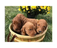 Super cute red Goldendoodle puppies - 2