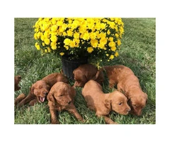 Super cute red Goldendoodle puppies - 3