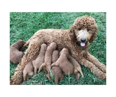 Super cute red Goldendoodle puppies - 4