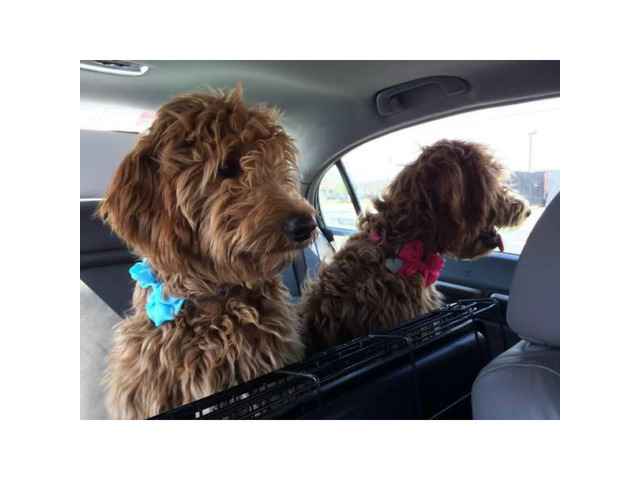 Super cute red Goldendoodle puppies in Raleigh, North ...