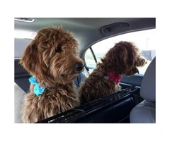 Super cute red Goldendoodle puppies - 5