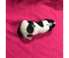 Full blooded basset hound puppies looking for a forever home - 2