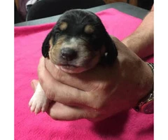 Full blooded basset hound puppies looking for a forever home - 4