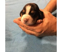 Full blooded basset hound puppies looking for a forever home - 6