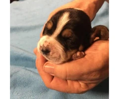 Full blooded basset hound puppies looking for a forever home - 10
