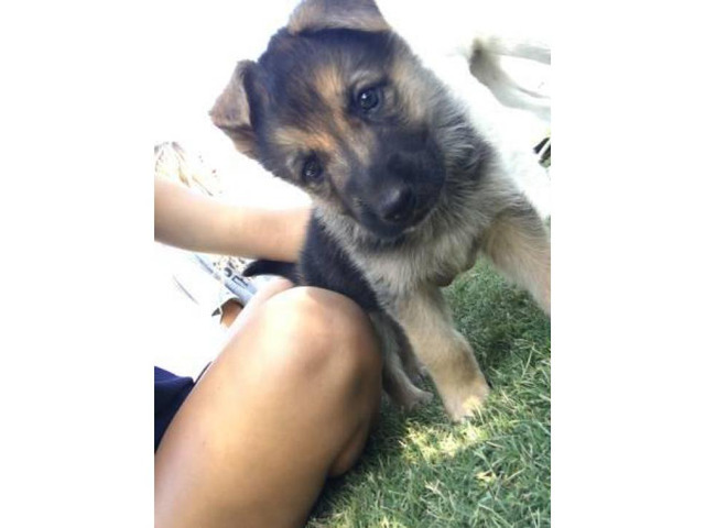 8 Full German Shepherd Puppies For Sale Lubbock Puppies For Sale Near Me   7307 