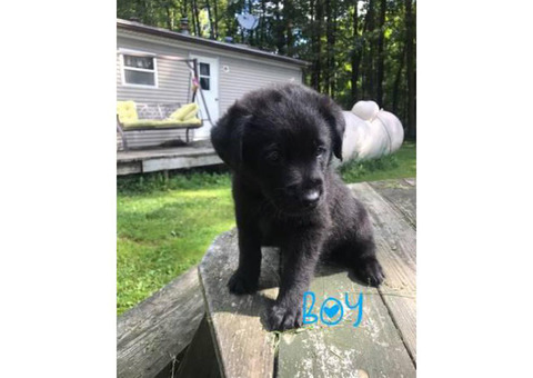 Norwegian Elkhound mix with St. Bernard Puppies