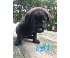 Norwegian Elkhound mix with St. Bernard Puppies