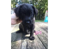 Norwegian Elkhound mix with St. Bernard Puppies