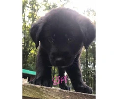 Norwegian Elkhound mix with St. Bernard Puppies