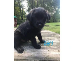 Norwegian Elkhound mix with St. Bernard Puppies