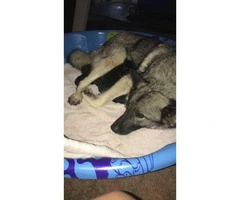Norwegian Elkhound mix with St. Bernard Puppies