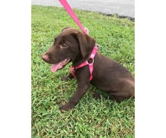 3 months AKC registered female chocolate lab puppy for sale - 1