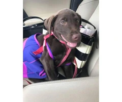 3 months AKC registered female chocolate lab puppy for sale - 2
