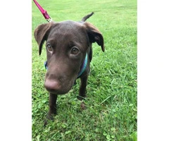 3 months AKC registered female chocolate lab puppy for sale - 3
