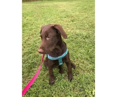 3 months AKC registered female chocolate lab puppy for sale - 4