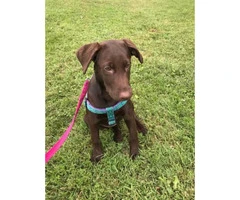 3 months AKC registered female chocolate lab puppy for sale - 5