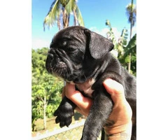 Beautiful frenchies available