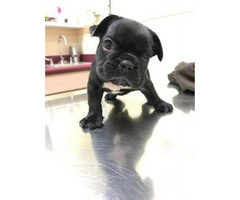 Beautiful frenchies available - 2