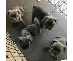 Beautiful frenchies available - 3