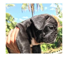 Beautiful frenchies available - 4