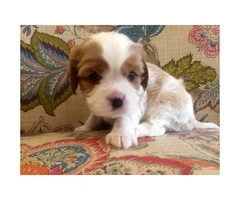 2 adorable Cavalier puppies available for adoption.