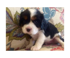2 adorable Cavalier puppies available for adoption.