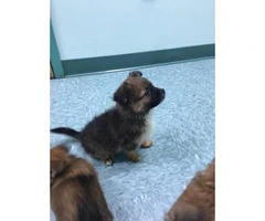 4 yorkie mix puppies ready to go - 3
