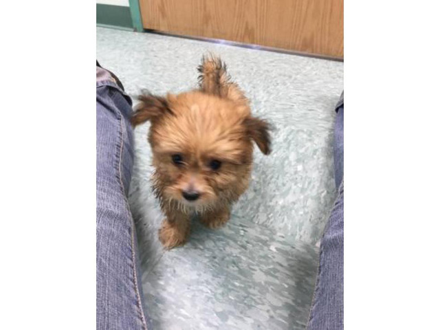 4 yorkie mix puppies ready to go Middletown - Puppies for Sale Near Me