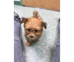 4 yorkie mix puppies ready to go - 5