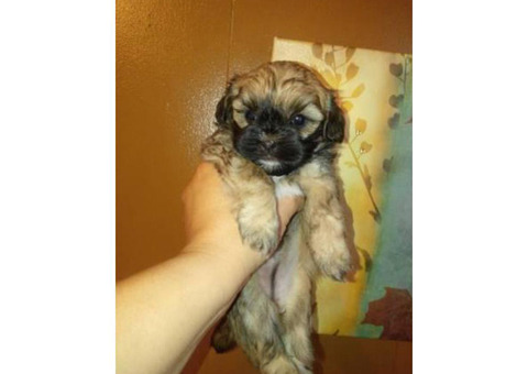 Shih Poo puppies for Sale in Charlotte , North Carolina ...